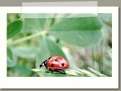 Aleksandra_Bigorajska_zdjecie1