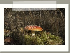 Zofia_Wilk_zdjęcie2