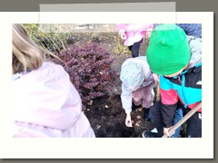 Przedszkolaki sadzą cebulki kwiatów